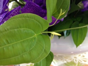 2012.9.14 利休草の花