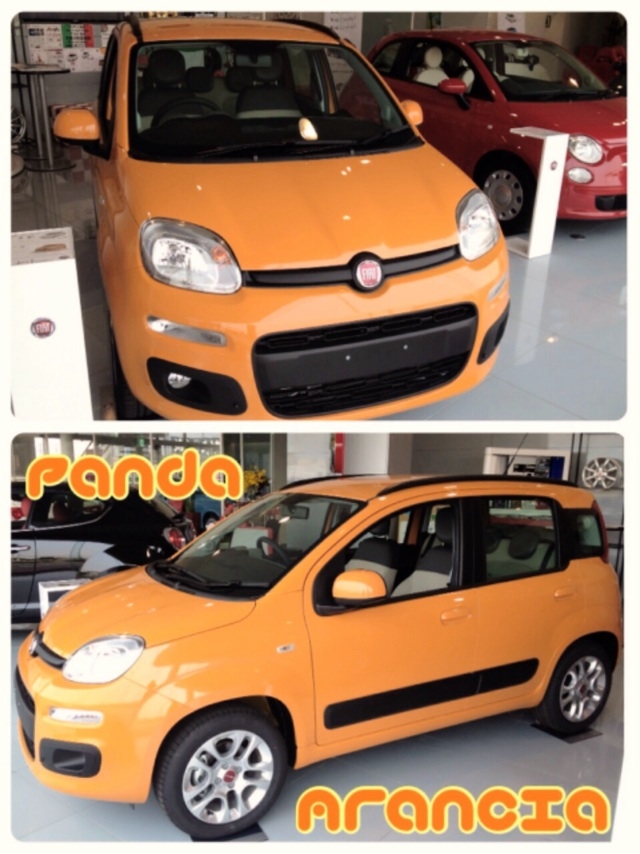 Panda Arancia