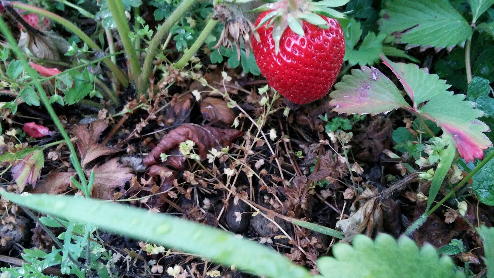 市民農園 初いちご バー グリル チェント